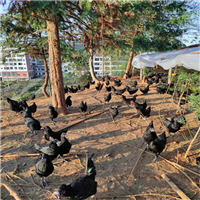 山西土鸡