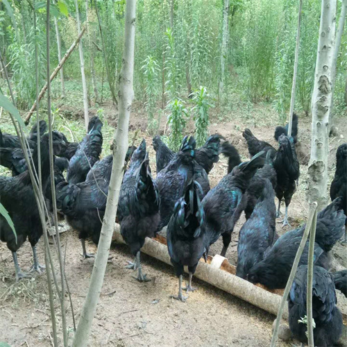 山西土鸡种蛋
