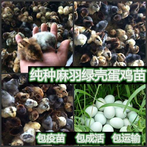绿壳蛋鸡养殖