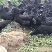 江苏苏禽绿壳蛋鸡苗