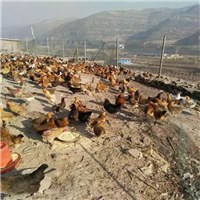 山西土鸡种鸡≡山西土鸡种鸡养殖≡山西土鸡种鸡销售005