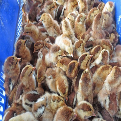 山西乌鸡苗