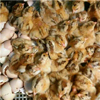 山西土鸡促销价格