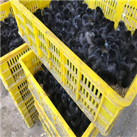 山西乌鸡种蛋