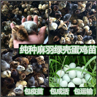 绿壳蛋鸡养殖
