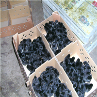 山西土鸡苗