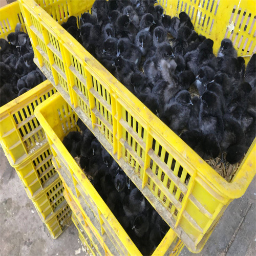 山西乌鸡种蛋