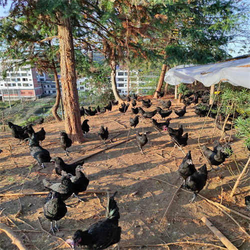 山西土鸡