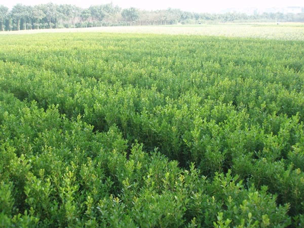 江西栾树小苗/九江栾树小苗基地/九江栾树价格 