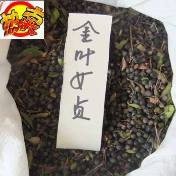 江西金叶女贞种子/江西金叶女贞种子**价格 