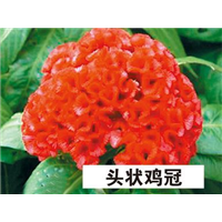 头状鸡冠-青州市林海花卉苗木