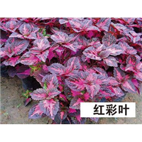 红彩叶-青州市林海花卉苗木