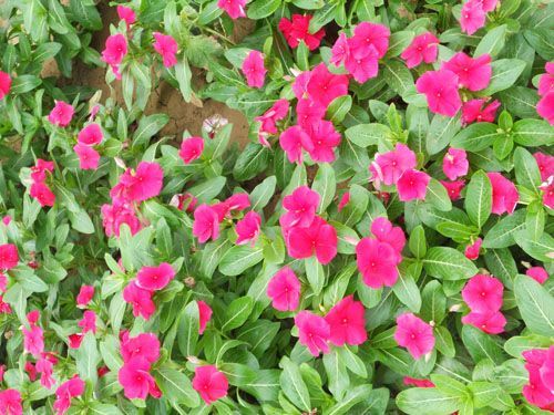 长春花-青州市林海花卉苗木