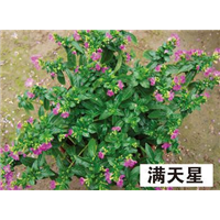 满天星-青州市林海花卉苗木