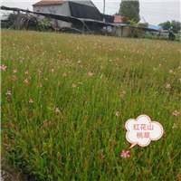 红花山桃草 