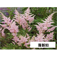 落新妇-青州市林海花卉苗木