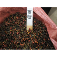 蔷薇种子-青州市林海花卉苗木
