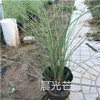 晨光芒 