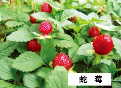 蛇莓-青州市林海花卉苗木