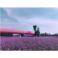 马鞭草花海-青州市林海花卉苗木专业合作社