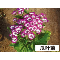 瓜叶菊-青州市林海花卉苗木
