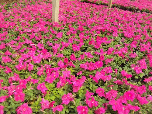 矮牵牛玫红-青州市林海花卉苗木