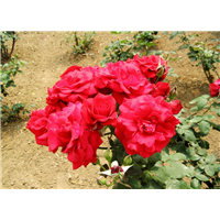 红帽月季-青州市林海花卉苗木