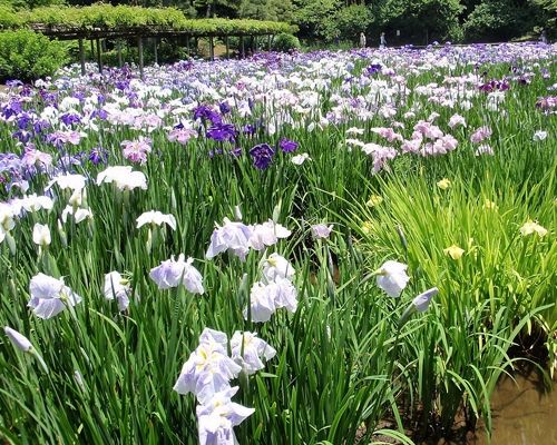 花菖蒲-青州市林海花卉苗木