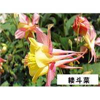 耧斗菜-青州市林海花卉苗木
