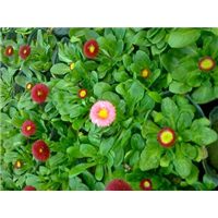 雏菊-青州市林海花卉苗木