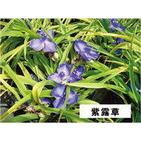 紫露草-青州市林海花卉苗木