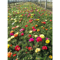 半枝莲-青州市林海花卉