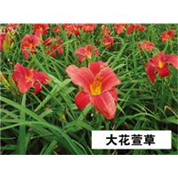 大花萱草-青州市林海花卉苗木