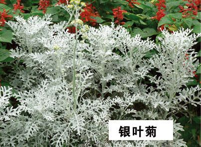 银叶菊-青州市林海花卉苗木