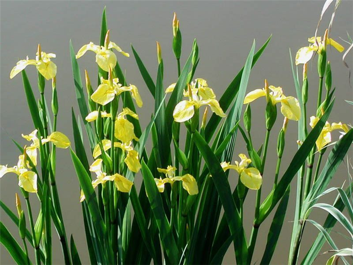 黄菖蒲-青州市林海花卉苗木
