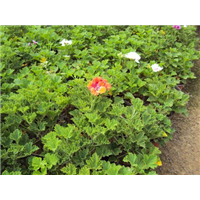 海棠-青州市林海花卉苗木