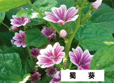 蜀葵-青州市林海花卉苗木