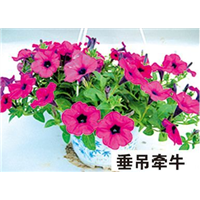 垂吊牵牛-青州市林海花卉苗木