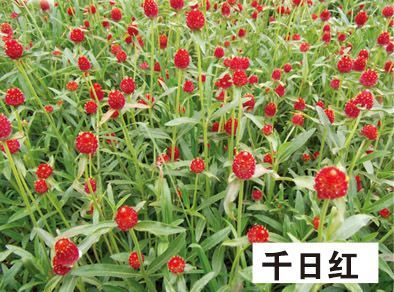 千日红-青州市林海花卉苗木