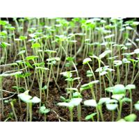 薰衣草小苗-青州市林海花卉苗木