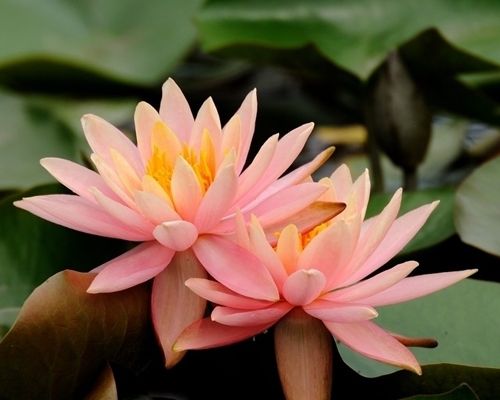 睡莲-青州市林海花卉苗木
