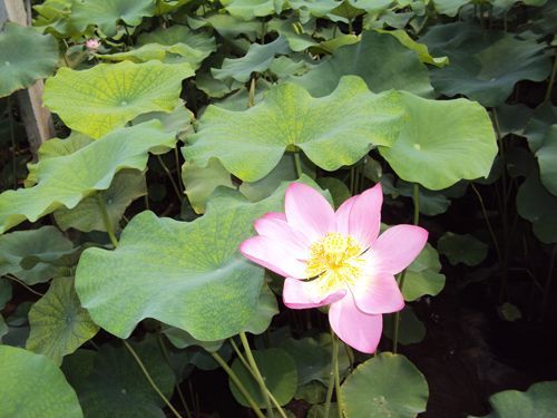 荷花-青州市林海花卉苗木