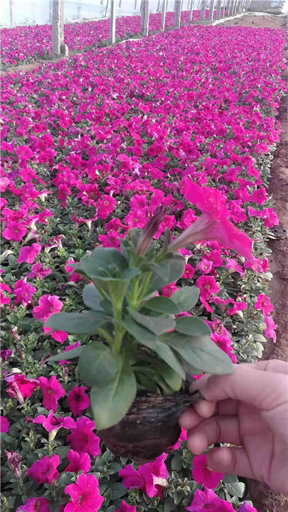 矮牵牛-青州市林海花卉