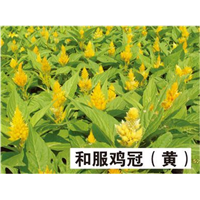 和服鸡冠花（黄）-青州市林海花卉苗木