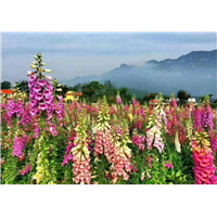 吊钟柳花海-青州市林海花卉苗木专业合作社