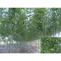 白蜡-青州市林海花卉苗木专业合作社