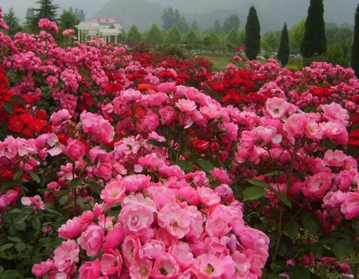 丰花月季-青州市林海花卉苗木