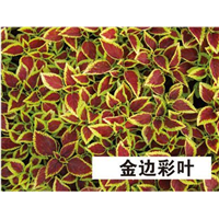 金边彩叶-青州市林海花卉苗木