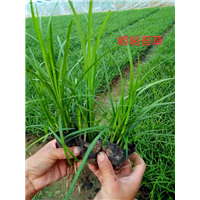 崂峪苔草 