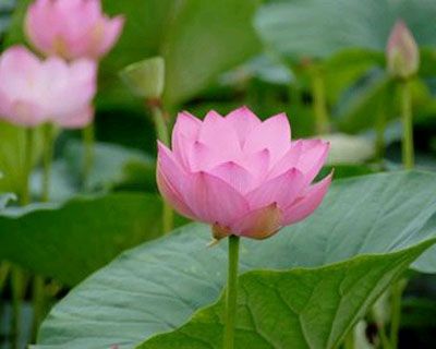 满江红-青州市林海花卉苗木
